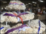 Winning fleeces