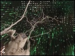 Tree of Knowledge