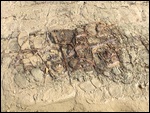 Coral Fossils