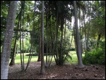Botanical Gardens