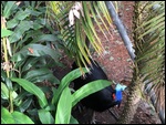 Cassowary