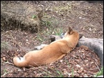 Dingo