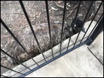 Emu