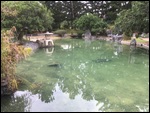 Japanese Gardens