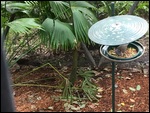 Lyrebird