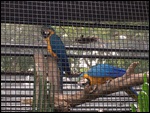 Macaws