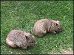 Wombats
