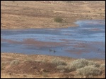 Swans On The Dam