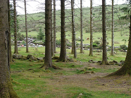 Bellever Forest