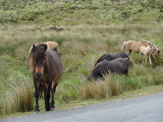 Dartmoor Ponies