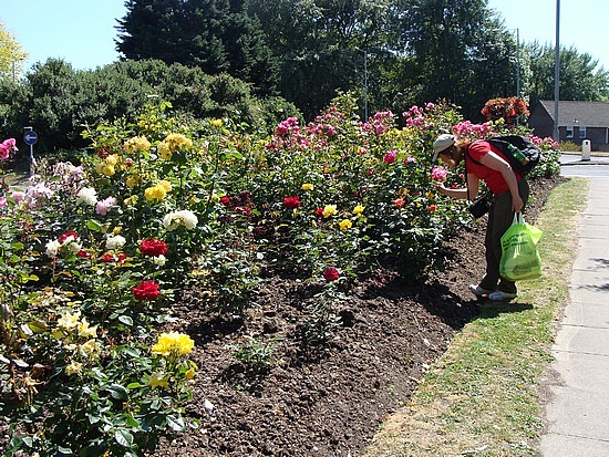 Smelling The Roses