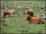 Cattle
