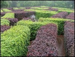 Maze