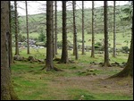 Bellever Forest