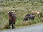 Dartmoor Ponies
