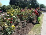 Smelling The Roses