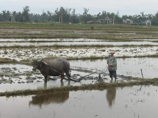Ploughing the Fields