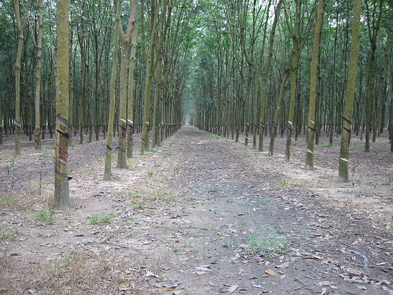 Rubber Plantation