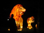 Night Zoo