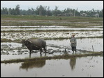 Ploughing the Fields