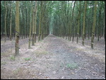 Rubber Plantation