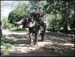 Chiang Mi elephants