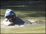 Washing the elephants