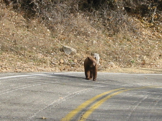 Brown Bear