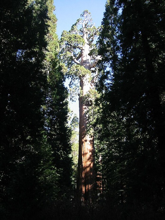 Sequoia National Park
