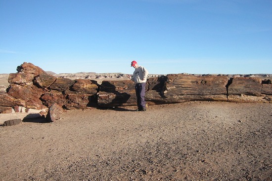 Petrified Forest