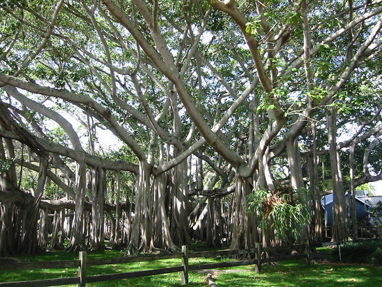 Edison's Banyan Tree