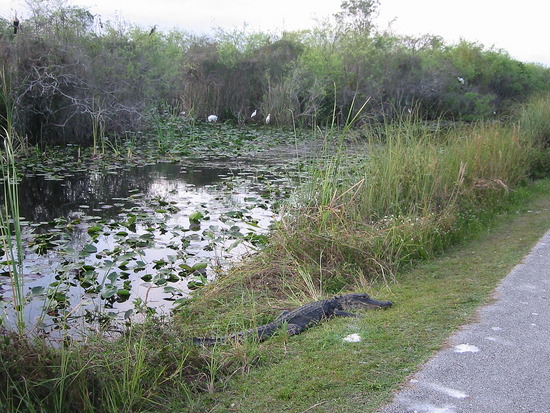 Everglades