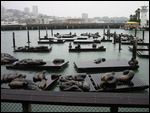 Sea Lions at Pier 39