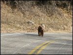Brown Bear