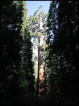 Sequoia National Park