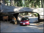Sequoia National Park