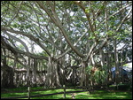 Edison's Banyan Tree
