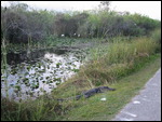 Everglades