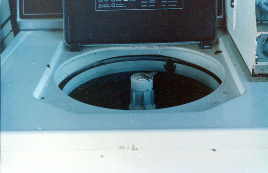 Frogs In The Washing Machine