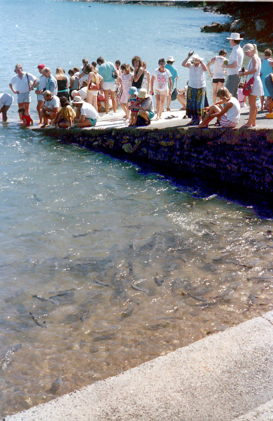 Fish Feeding At Doctor's Gully