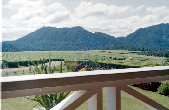 Nerada Tea Plantation