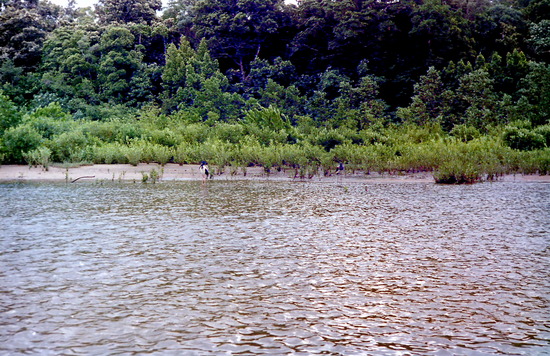 Daintree River