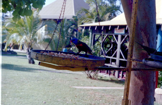 Birds at Whitsunday