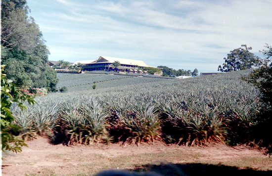 The Big Pineapple