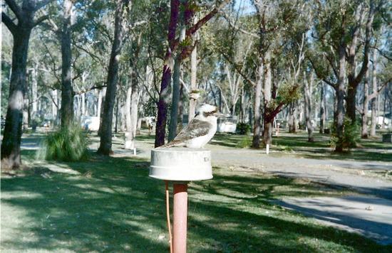 Kookaburra in the caravan park