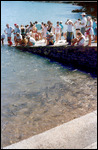 Fish Feeding At Doctor's Gully
