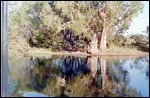 Yellow Waters Cruise
