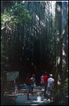 The Curtain Fig Tree