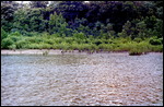Daintree River