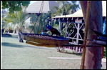 Birds at Whitsunday